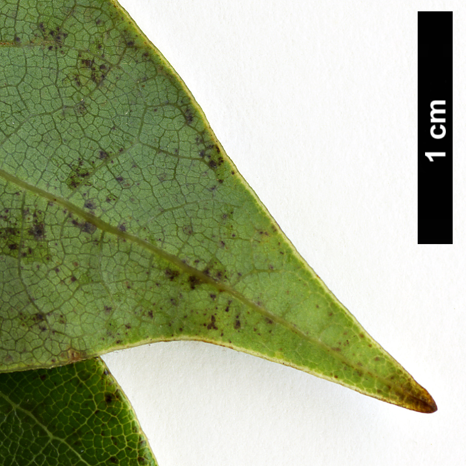 High resolution image: Family: Lauraceae - Genus: Dodecadenia - Taxon: grandiflora